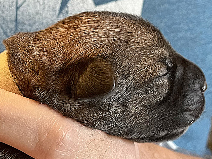chinook puppy
